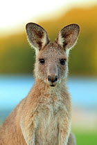 Eastern grey kangaroo (Macropus giganteus) juvenile, portrait, Toorbul, Queensland, Australia.