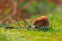 Skomer vole (Clethrionomys glareolus skomerensis) feeding on grass, Skomer Island, Wales, UK. April.