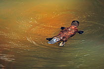 Platypus (Ornithorhynchus anatinus) swimming at surface of a creek, Eungella National Park, Queensland, Australia.