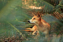 Dingo (Canis lupus dingo) resting in palm grove, Fraser Island, Queensland, Australia.