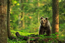 European brown bear (Ursus arctos) standing in forest, Dinaric Alps, Slovenia. May.