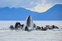 Humpback whale (Megaptera novaeangliae) pod bubble-net feeding at water surface, Frederick Sound, Alaska, USA, Pacific Ocean.