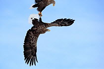 Two White-tailed eagles (Haliaeetus albicilla) fighting over food mid-air, Lake Furen, Hokkaido, Japan.