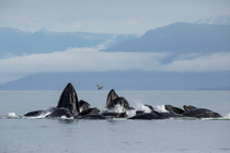 Humpback whale (Megaptera novaeangliae) pod bubble-net feeding at water surface, Frederick Sound, Alaska, USA, Pacific Ocean.