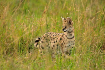 Serval (Leptailurus serval) hunting in long grass of the savanna, Mara Triangle, Kenya.