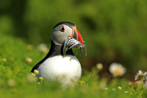 Atlantic puffin (Fratercula arctica) standing on clifftop with  beak full of Sand eels (Ammodytes sp.), Skomer, Wales, UK. June.