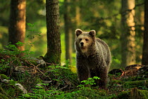 Brown bear (Ursus arctos) walking through forest, Dinaric Alps, Slovenia. May.