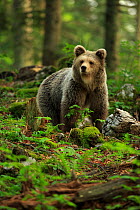 European brown bear (Ursos arctos) standing in forest, Dinaric Alps, Slovenia. May.