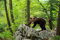 Brown bear (Ursus arctos) juvenile, standing on top of rock outcrop in forest, Dinaric Alps, Slovenia. May.