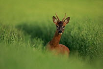 Roe deer (Capreolus capreolus) buck, standing alert in Oat (Avena sativa) field, South Downs National Park, Hampshire, UK. July.