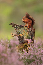 Red squirrel (Sciurus vulgaris) sitting on a low branch feeding, surrounded by Heather (Calluna vulgaris) in flower, Cairngorms National Park, Scotland, UK. August.