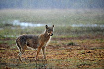 Grey wolf (Canis lupus) juvenile, standing in rain on the edge of marsh, Finland. May.