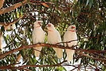 Three Long-billed corellas (Cacatua tenuirostris) perched on branch in the shade of a Eucalypt tree (Eucalyptus sp.), You Yang Ranges, Victoria, Australia.