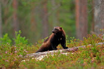 Wolverine (Gulo gulo) standing on fallen tree in boreal forest, Finland. July.