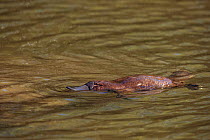 Platypus (Ornithorhynchus anatinus) swimming on surface of lake, Tasmania, Australia.