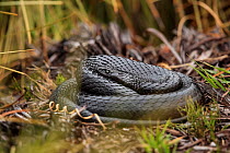 Tiger snake (Notechis scutatus) 'black morph' coiled up, basking on open ground, Cradle Mountain National Park, Tasmania, Australia.
