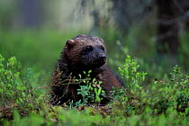 Wolverine (Gulo gulo) standing among Common bilberry (Vaccinium myrtillus) on forest floor, Finland. June.