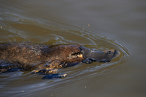 Platypus (Ornithorhynchus anatinus) swimming across water surface in lake, Tasmania, Australia.