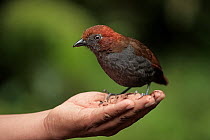 Chestnut-naped antpitta (Grallaria nuchalis) feeding from palm of a hand, Jardin, western Andes, Colombia.