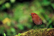 Chami antpitta (Grallaria alvarezi) perched on mossy branch in cloud forest, Jardin, western Andes, Colombia.