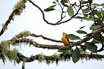 Golden-fronted whitefront (Myioborus ornatus) perched on branch in cloud forest singing, Jardin, western Andes, Colombia.