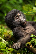 Mountain gorilla (Gorilla beringei beringei) infant, resting on forest floor, Bwindi Impenetrable Forest, Uganda. Endangered.