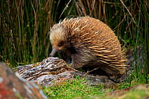 Short-beaked echidna (Tachyglossus aculeatus) searching for food in an old, decaying log, Cradle Mountain National Park, Tasmania, Australia.