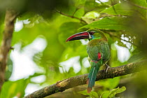 Crimson-rumped toucanet (Aulacorhynchus haematopygus) perched on branch, protecting its nest hole, Colombia.