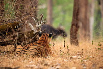 Bengal tiger (Panthera tigris tigris) stalking herd of Gaur (Bos gaurus) in forest, Nagarhole National Park, Karnataka, India. Endangered.