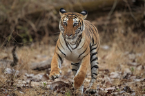 Bengal tiger (Panthera tigris tigris) running through forest, Nagarhole National Park, Karnataka, India. Endangered.