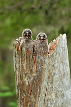 Two Great grey owl (Strix nebulosa) chicks, perched in nest hole in dead tree, calling, Finland. July.