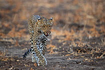 African leopard (Panthera pardus) female juvenile, walking over dry grassland, South Luangwa National Park, Zambia.