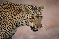 African leopard (Panthera pardus) female juvenile, head portrait, South Luangwa National Park, Zambia.