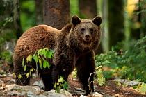 Brown bear (Ursus arctos) juvenile, walking through forest, Dinaric Alps, Slovenia. September.