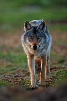 Grey wolf (Canis lupus) male, walking along track in marshland, Finland. June.