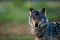 Grey wolf (Canis lupus) male, portrait, Kuhmo, Finland, June.
