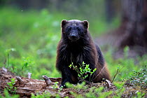 Wolverine (Gulo gulo) juvenile, standing on a log in forest, eastern Finland. June.