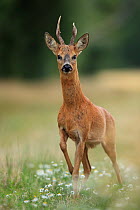 Roe deer (Capreolus capreolus) buck walking through wildflowers, South Downs National Park, Hampshire, UK. August.