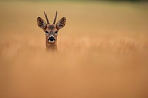 Roe deer (Capreolus capreolus) buck, standing alert in field of barley, South Downs National Park, Hampshire, UK. July.
