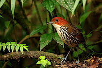 Chestnut-crowned antpitta (Grallaria ruficapilla) perched on branch in cloud forest, Rio Blano Reserve, Manizales, Colombia.