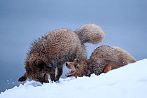 Two Arctic foxes (Vulpes lagopus) 'blue morph', in snow, female attacking male to defend her cubs, Hornstrandir Nature Reserve, Iceland. March.