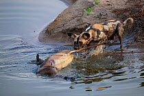 African wild dog (Lycaon pictus) dragging a dead Impala (Aepyceros melampus) from a shallow pool at the edge of the Luangwa River, South Luangwa National Park, Zambia.