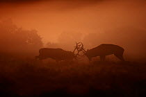 Two Red deer (Cervus elephus) stags rutting in thick morning mist on heathland, New Forest, Hampshire, UK. October.