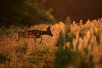 Roe deer (Capreolus capreolus) walking through long vegetation at edge of field at sunset, South Downs National Park, Hampshire, UK. June.