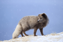 Arctic fox (Vulpes lagopus) 'blue morph' standing on snowy ridge, looking back, Hornstrandir Nature Reserve, Iceland. March.