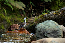 Torrent duck (Merganetta armata) male, standing on rock in the fast-flowing Rio Blanco river, Manizales, Colombia.