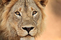 African lion (Panthera leo) male, head portrait, showing unusual eye pigmentation, South Luangwa National Park, Zambia.