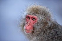 Japanese macaque (Macaca fuscata) head portrait, Jigokudani, Yamanouchi. Nagano Prefecture, Japan.