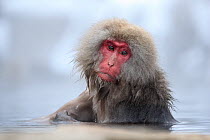 Japanese macaque (Macaca fuscata) sitting in warm waters of a hot spring, Jigokudani, Yamanouchi. Nagano Prefecture, Japan.