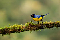 Hooded mountain tanager (Buthraupis montana) perched on mossy branch, Nevado del Ruiz, Colombia.